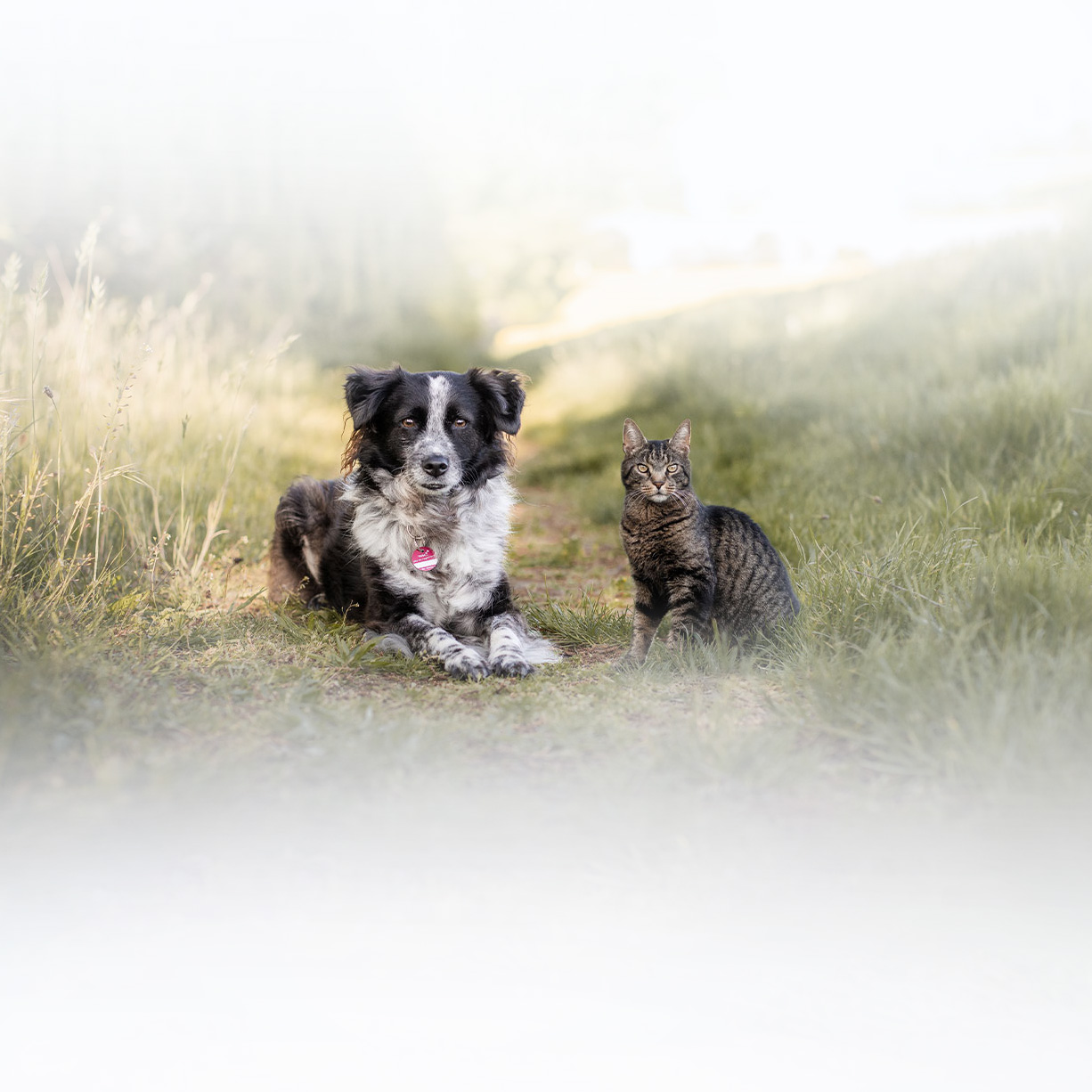 Hund und Katze zusammen - TASSO Keyvisual