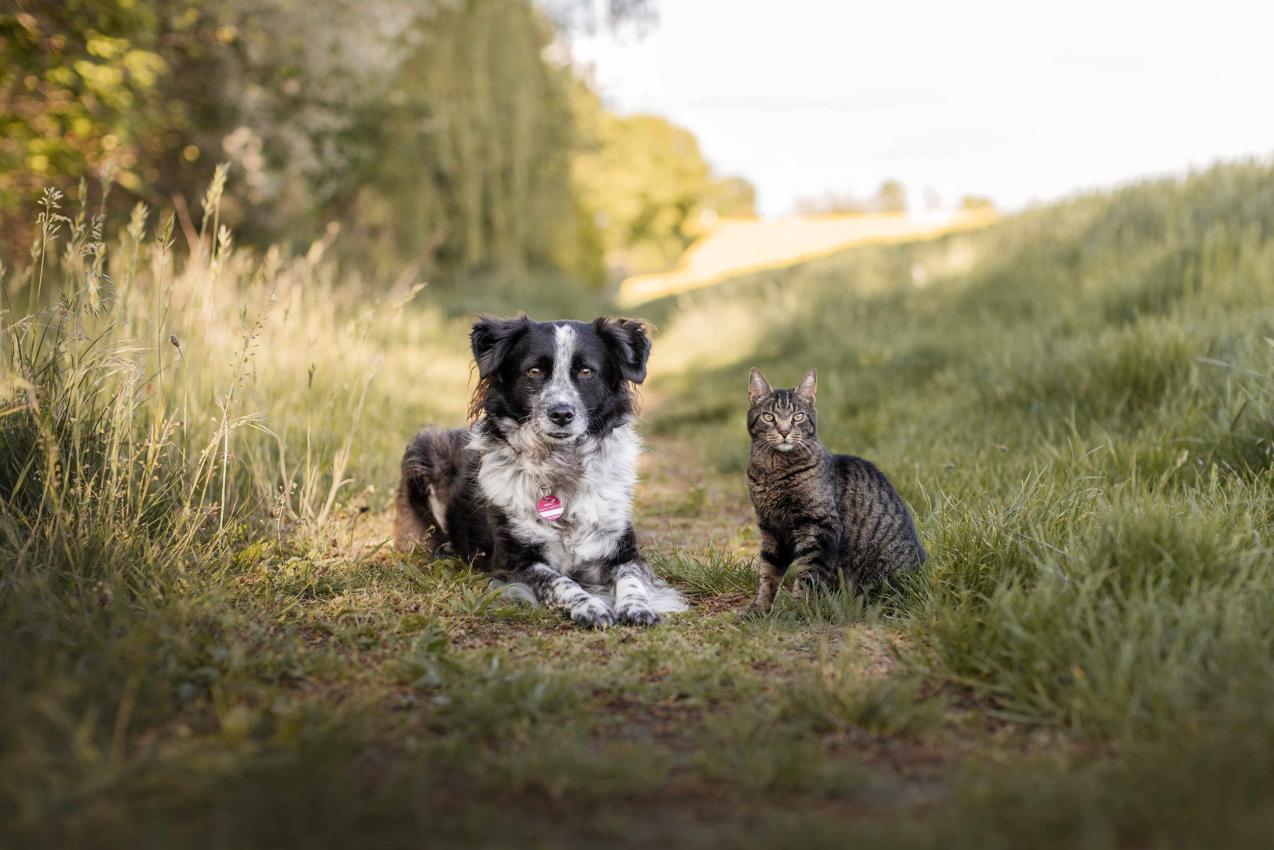 Hund und Katze zusammen - TASSO Keyvisual