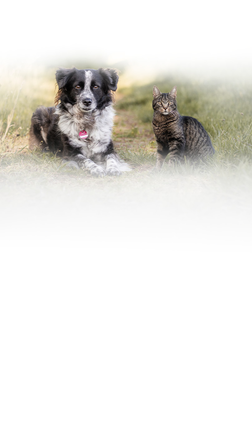 Hund und Katze zusammen - TASSO Keyvisual